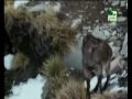 Los 10 animales mas arriegados del mundo (5 de 5)