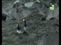 Los 10 animales mas arriegados del mundo (5 de 5)