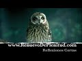 Reflexiones - Autoestima - potencial - Videos Cristianos