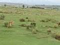 Ethiopia