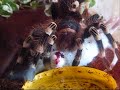 How Birdspider Kill and Eat a Mouse (Acanthoscurria geniculata)