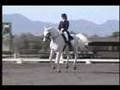 Prince Dressage Horse