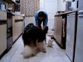 ferret and dog training