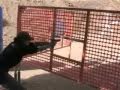 Lloyd Prock - USPSA Prescott 110709 #4