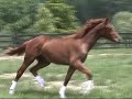 Royal Rose HVH:  2007 Hanoverian Filly by Royal Prince