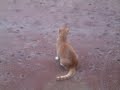 Ginger cat Plays Chases insects on sand