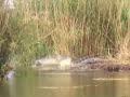 fun day with gators