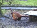 Pheasants at Samye Ling Pheasants at Samye Ling