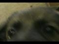 Stonehill Kennel