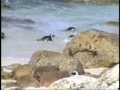 Penguins at Work and Play/ Shosholoza Penguins at Work and Play/ Shosholoza