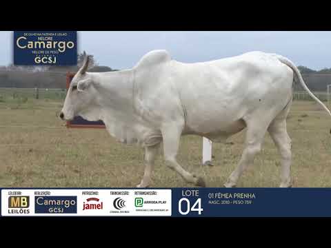 DE OLHO NA FAZENDA NELORE CAMARGO