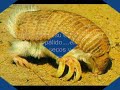 أقبح 10 حيوانات في العالم