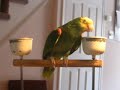 ruby-the-talking-parrot-with-subtitiles-part-1.html