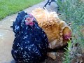 Pekin Bantams Pumpkin & Pepper Great Bourton Pekin Bantams Pumpkin & Pepper Great Bourton