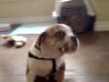 Porty loves peanut butter lolly Porty loves peanut butter lolly