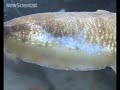 Do you speak cuttlefish?