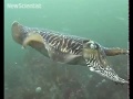 Do you speak cuttlefish?