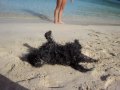 Affenpinscher
