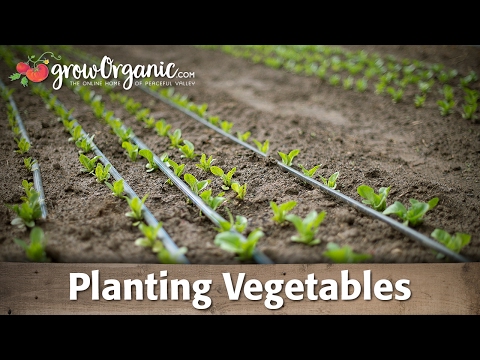 planting - Tricia shows you how to plant vegetables starts into the garden.