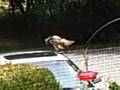 Baby Red-tail hawk