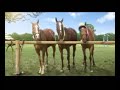 Comercial 86 - Mastercard: Equitacion