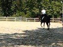 scooter Brown bay 4 yr old Thoroughbred for sale