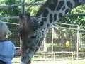 Long Island Game Farm