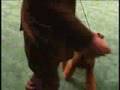 Airedale Terrier video