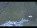 Adams Gar