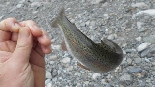 奥多摩で渓流釣り、美味しい保存食に