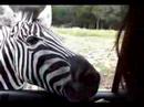 drive thru feeding