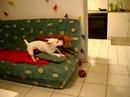 Tocha & Jack