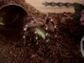 A. geniculata L10 VS Pasikonik