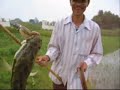 Funny fishing, Snakehead - fishing,c�u c�,fishing fun
