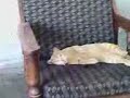 Cute Cat
