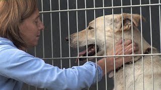 Městský útulek pro opuštěné psy v Mohelnici