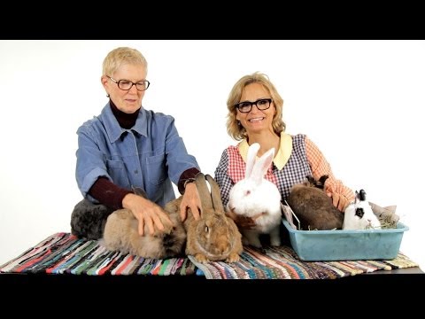 how to care pet rabbit