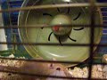 my gerbils peace and hope in their new cage:) my gerbils peace and hope in their new cage:)