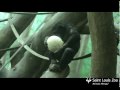 Holiday enrichment for the great apes