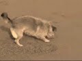 a dog walk on the beach in ireland