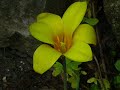 Les beaut�es du Jardin botanique de Strasbourg