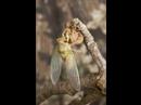 Time-Lapse of Cicada Moulting