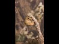these series of pictures were taken of a cicada shedding its skin before flying off.