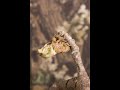 Time-Lapse of Cicada Moulting