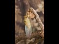 these series of pictures were taken of a cicada shedding its skin before flying off.
