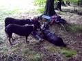 Picknick