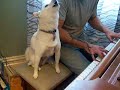 Danny is my 9 year old Shiba-inu who is seen here singing his little heart out!