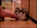 ハムスターのマリーちゃん　猛ダッシュ！