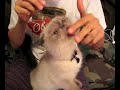  cat exotic shorthair eat ugly cute