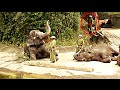 Funny Elephant Tricks in Singapore Zoo - YouTube